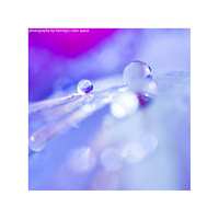 ��̬΢����Ӱ