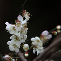 ����÷���ʤѩ