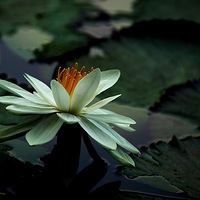 ���ɻ���Ц�Ժ��羲����