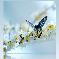 ������ѩ