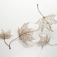 ����ͷ����������