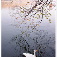 ��ƬOR���� ֻ��¼����