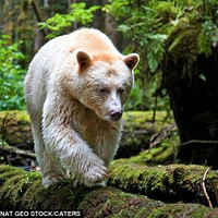 ��ʣ200ͷ����Ӱʦ�ĵ�������ɫ����