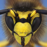 ��ת��ͷ������΢����