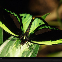 ����Ȼ�е�ͼ������������ò���ʺ�ƪ��