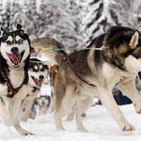 ̽����������ѩ��Ȯ���������л�ѩ����ɭ��