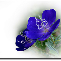 ����Ұĵ��