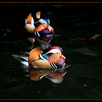 ɫ��������������Ӱ