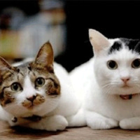 ���ֵܾ�����ʲô���ܺ��ģ�����Ц��