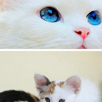 è����۾�������ʯ~~~