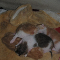 �Ҽ�؈؈���ˋ���~~~