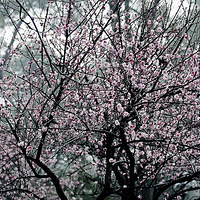 ��Ӱ����һ��ͼƬ��ѡ03.04����03.09