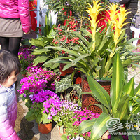 ֲ�����ͳ�1.5����¼����磬���쵽��ô?��ͼ��