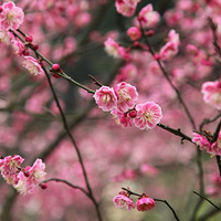 ��ɽѰ÷ �׵�����