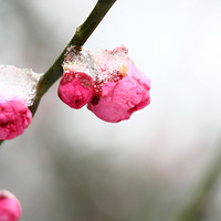 ÷���ٻ��ȣ��������´�