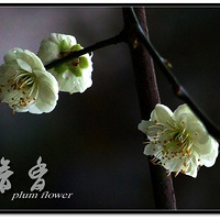 ���㸡��(һ)