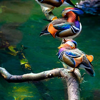 ���ǰ����������е�������������