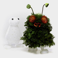 ���������廨ƿ