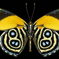 ���ϰ˴���������