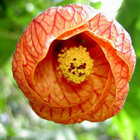 ��Ӱʦ��ͷ�µĻ������������