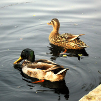 �������С������