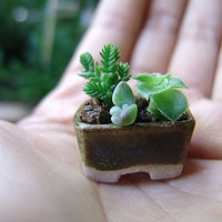 ��Щ�����ֲ���� ���ɰ���