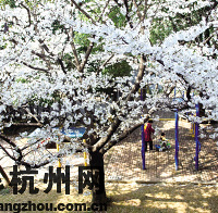 ӣ���������� ��󻹽����켸��������ӣ����� 