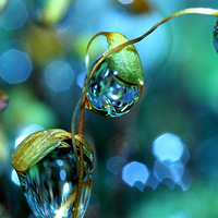 ����֦ͷ�Ĳ�ɫˮ��