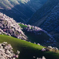 �����������Ұ�ӻ���