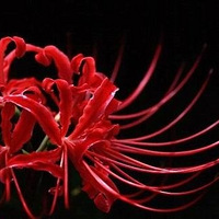 �˰������������˰�