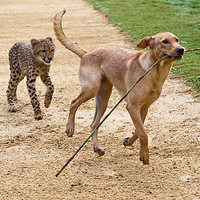 �Ա�����������Ȯ���������