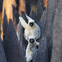 ����׳�۵��������������ʯ��