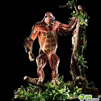 ̫���� ԭ�����������ȥ��Ƥë�ͱ��������