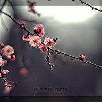 ʫ������������˷羰