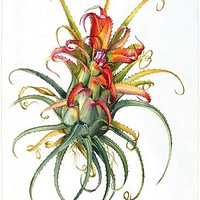 Margaret Mee ֲ���