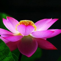 ���Ͽɲ���