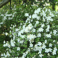 ɹһɹ������ֲ��԰�ĵĶž黨