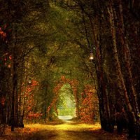 ���׵�����