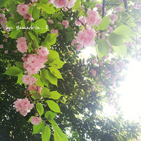 ��������Ů��