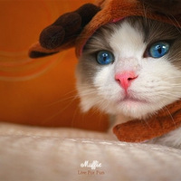 è��С����Muffie