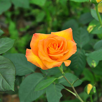 ���������졿�ּ��ͱ����ﻨ����