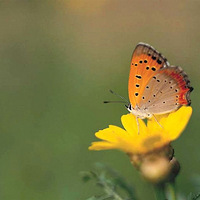 ��ů�����ļ��ڣ�����˫�ɵİ����� ...