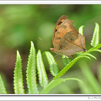 ���ʺ�����Ʒ