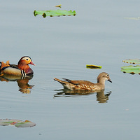 ����ԧ���˫�ɶԣ���Ҫ������ҰѼŶ��