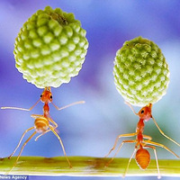 ΢�������ϰ������ӳ�����������������ˣ(