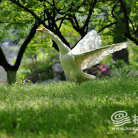 ��ɽ��ĳ��ġ�ζ����