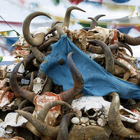 7��15--8��17  ׷Ѱ�ص����룬����ѩ���ԭ30�죡