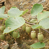 ����֮�����տ��ŵ��С�