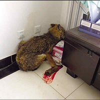 办公室跑进一只狼！！！