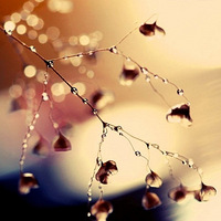 ��������΢����Ӱ